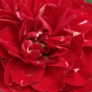 Rozenstruik kopen - Rood - floribunda roos - zacht geurende roos - Rosa Dalli Dalli - Mathias Tantau, Jr. - Rijk boeiende prachtige trosroos, doorbloeiend.